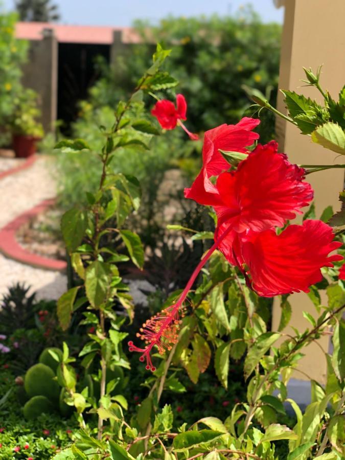 קפ סקירינג Villa Nemocotier מראה חיצוני תמונה