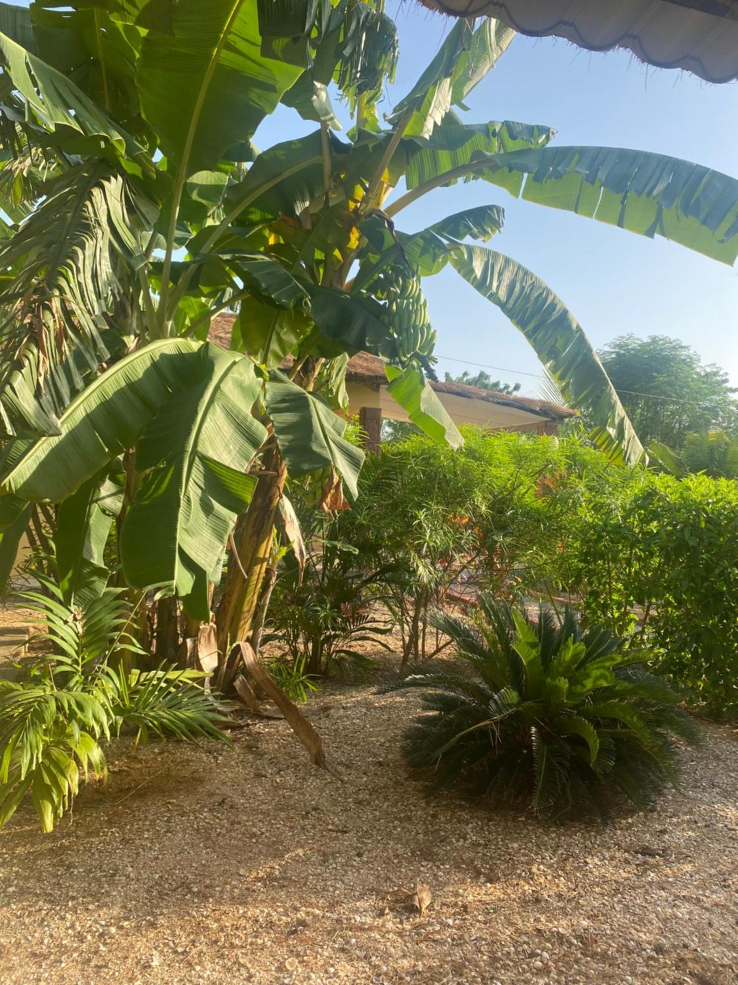 קפ סקירינג Villa Nemocotier מראה חיצוני תמונה